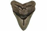 Fossil Megalodon Tooth - North Carolina #221828-1
